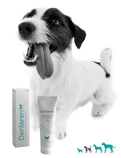 dentaren